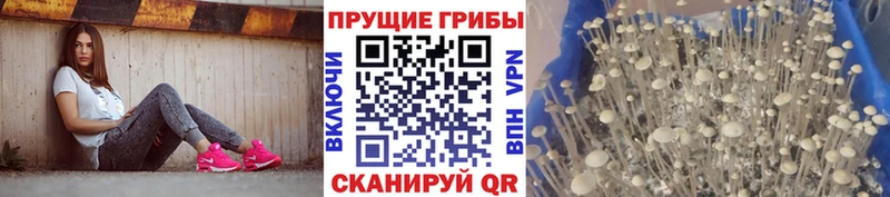 МЕГА маркетплейс  Аткарск  Псилоцибиновые грибы мицелий 